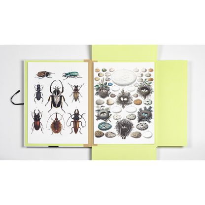 Pepin portfolio - Natural history